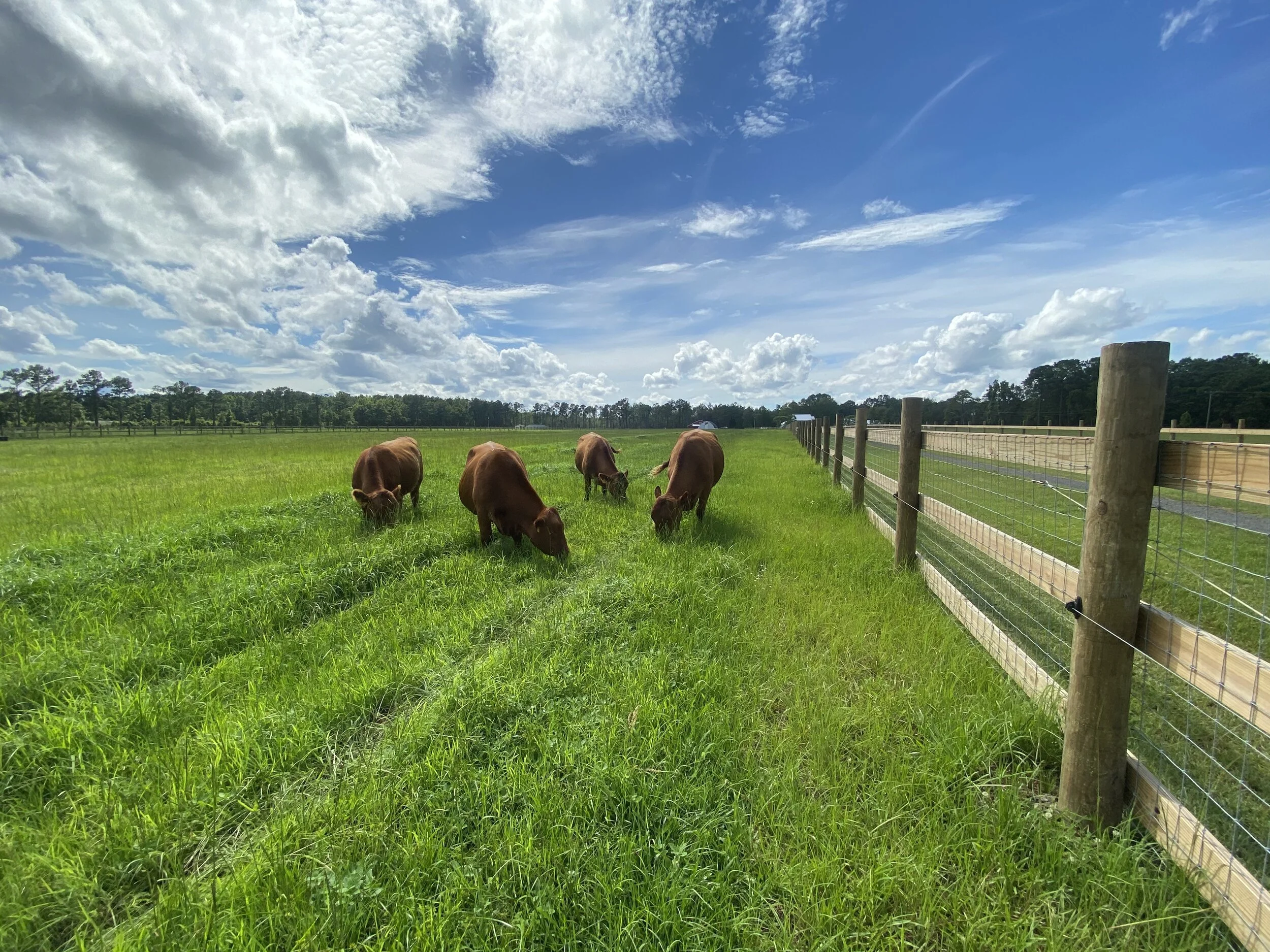   Regenerative farming with fresh air and green grass.  